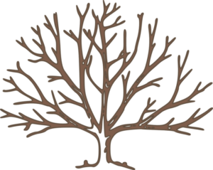 TAXONOMÍA Y REDES SOCIALES